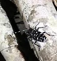 Asian Longhorned Beetle - photo 2