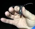 Asian Longhorned Beetle - photo 3