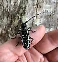 Asian Longhorned Beetle - photo 4