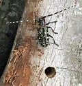 Asian Longhorned Beetle - photo 5