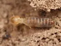Anoplotermes fumosus - photo 4