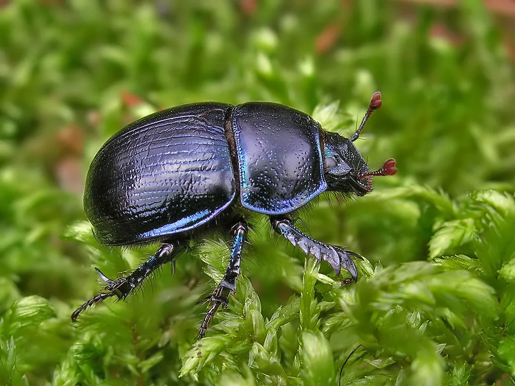 Anoplotrupes stercorosus - photo 2