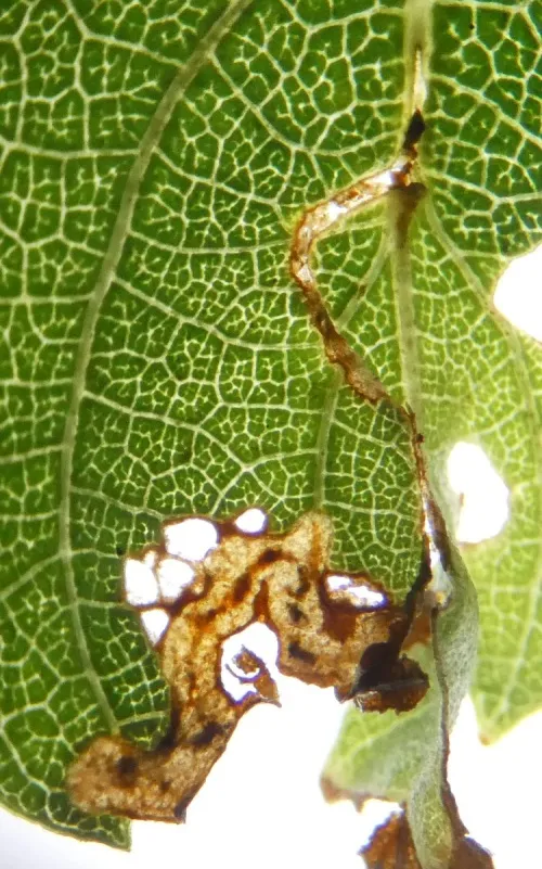 Anoplus plantaris