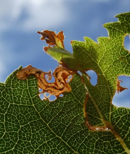 Anoplus plantaris - photo 2