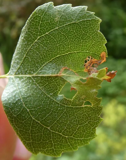 Anoplus plantaris - photo 3