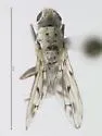 Anorostoma cinereum - Anorostoma cinereum