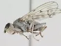 Anorostoma cinereum - photo 2