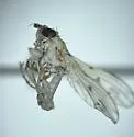 Anorostoma cinereum - photo 4