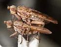 Anorostoma jamesi