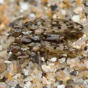 Anorostoma maculatum