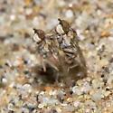 Anorostoma maculatum - photo 2