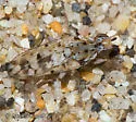 Anorostoma maculatum - photo 3