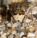 Anorostoma maculatum - photo 4