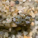 Anorostoma maculatum - photo 5
