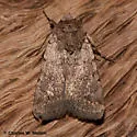 Anorthodes indigena - Hodges#9652