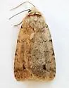 Anorthodes indigena - Hodges#9652 - photo 4