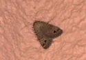 Anorthodes triquetra - Hodges#9651