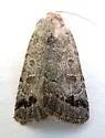 Anorthodes triquetra - Hodges#9651 - photo 4