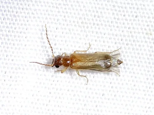 Anorus arizonicus