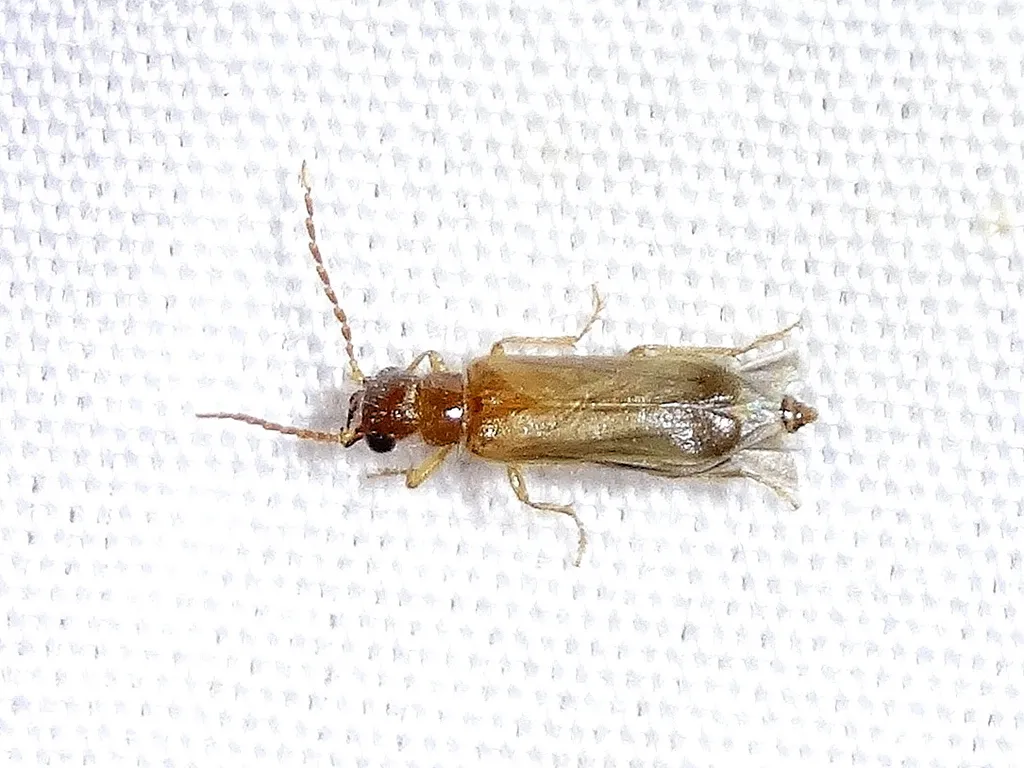 Anorus arizonicus - photo 2
