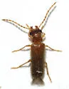 Anorus parvicollis