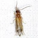 Anorus parvicollis - photo 2