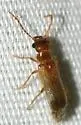 Anorus parvicollis - photo 3