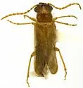 Anorus parvicollis - photo 4