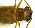 Anorus parvicollis - photo 5