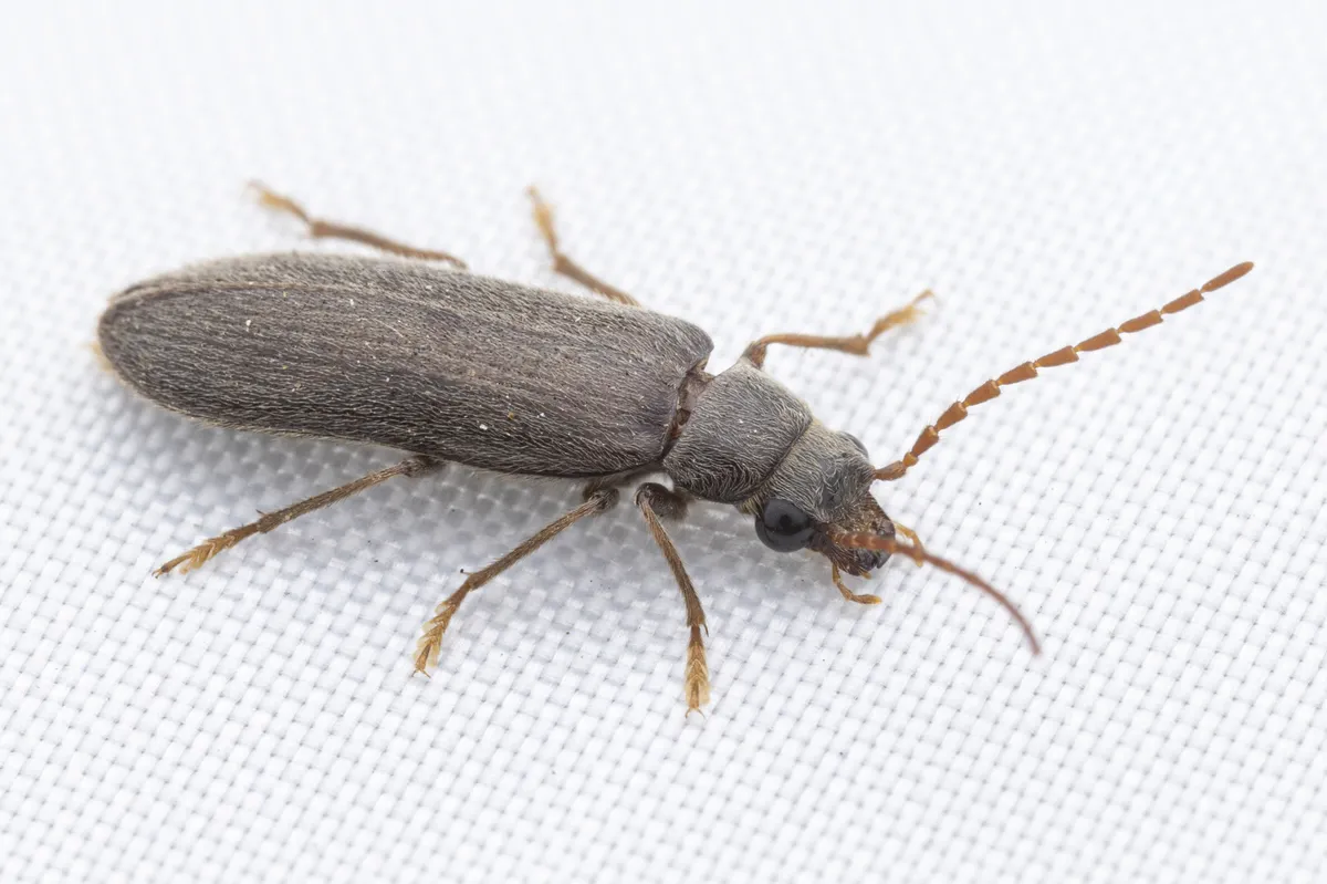 Anorus piceus