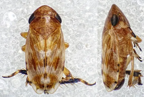 Anoscopus albifrons
