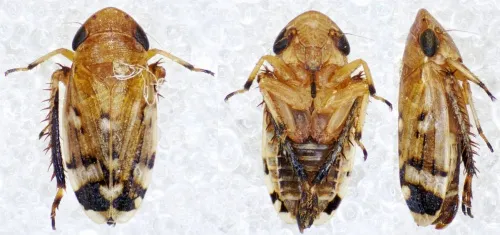 Anoscopus albifrons - photo 3