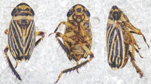 Anoscopus flavostriatus - Anoscopus flavostriatus