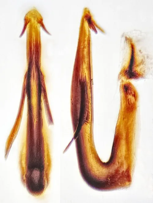 Anoscopus flavostriatus - photo 2