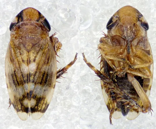 Anoscopus serratulae