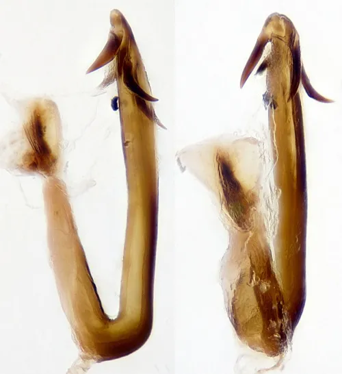 Anoscopus serratulae - photo 2