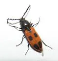 Anostirus vernalis - Anostirus vernalis