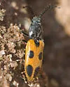 Anostirus vernalis - photo 2