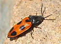 Anostirus vernalis - photo 4
