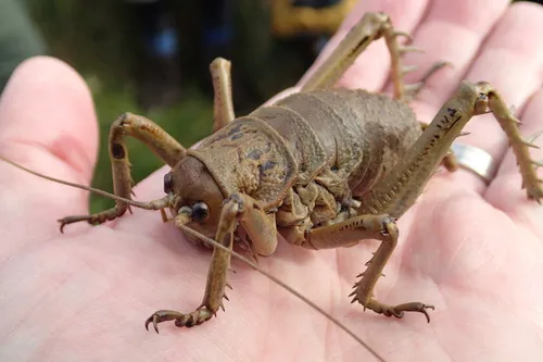 Wetas & King Crickets - Anostostomatidae