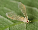 Anotia bonnetii