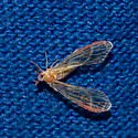 Anotia bonnetii - photo 5