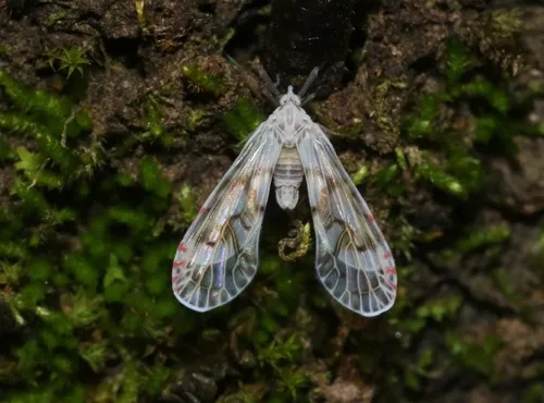 Anotia caliginosa
