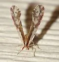 Anotia fitchi