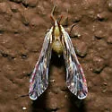 Anotia fitchi - photo 3
