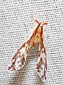 Anotia fitchi - photo 4