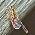 Anotia fitchi - photo 5
