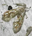 Anotia kirkaldyi - photo 2