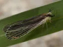 Anotia lineata - photo 3