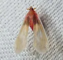 Anotia mcateei - photo 2